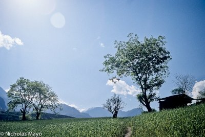 China (Yunnan) - Trees & Clouds