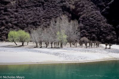 China (Sichuan) - Riverside Poplars