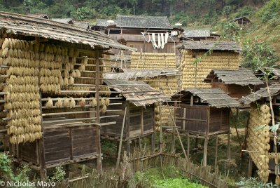 China (Guizhou) - Racks Of Drying Rice