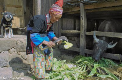 China (Yunnan) - Hongte Yao Preparing Food For Buffalo