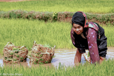 Vietnam (Son La) - Uprooting The New Rice Shoots