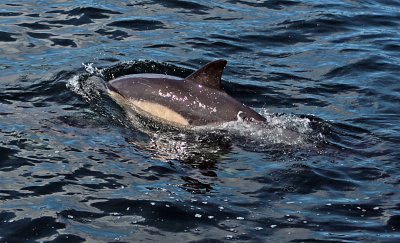 Loch Dunvegan dolphins 2