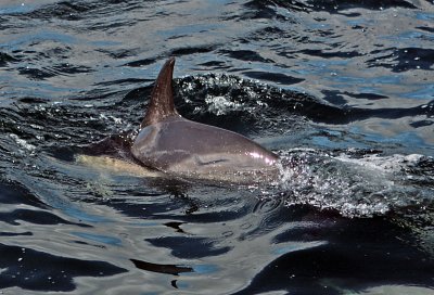 Loch Dunvegan dolphins 3