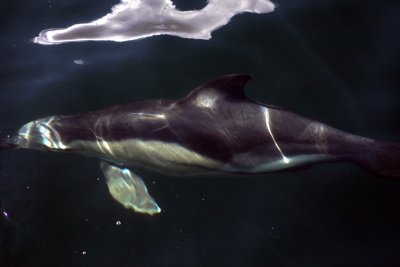Loch Dunvegan dolphins 5