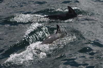 Loch Dunvegan dolphins 6