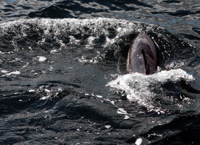 Loch Dunvegan dolphins 9