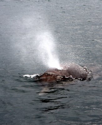 Minke Whale 1