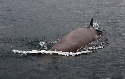 Minke Whale 2