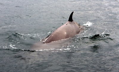 Minke Whale 3