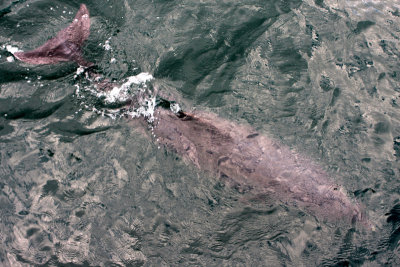 Sleat Dolphin 7
