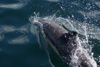 Loch Dunvegan dolphin 2 (Photo by Sarah).jpg