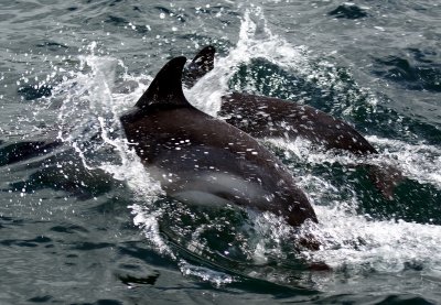 Loch Dunvegan dolphins (Photo by Sarah).jpg