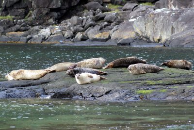 Loch Scavaig seals (Photo by Sarah).jpg