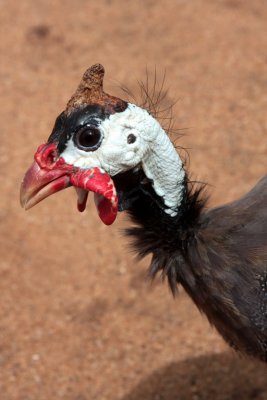 Guinea Fowl, Minhintale