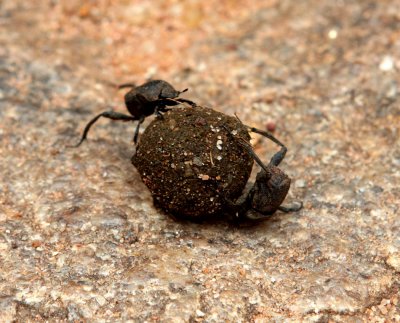 Dung beetles at work! Hilltop temple of Mihintale