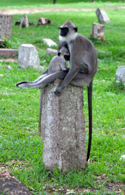 Monkeys, Anuradhapura