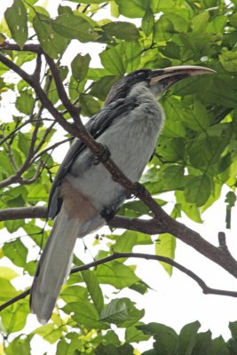 Sri Lanka Grey Hornbill, Palm Garden Village Hotel, Anuradhapura