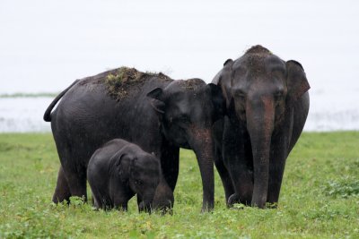 Kaudulla National Park