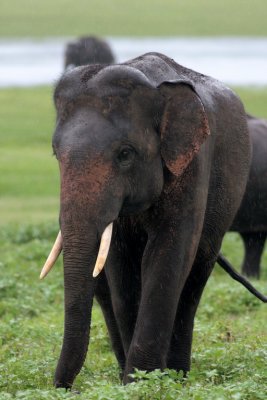 Kaudulla National Park