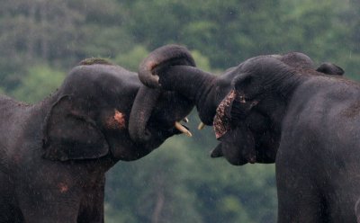 Kaudulla National Park