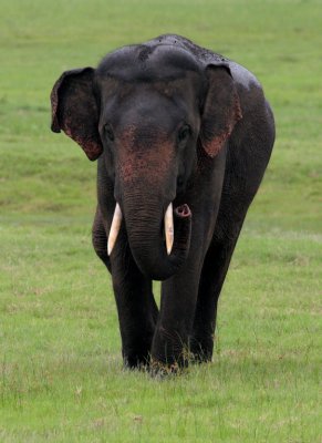 Kaudulla National Park