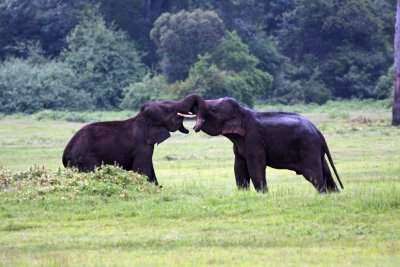 Kaudulla National Park