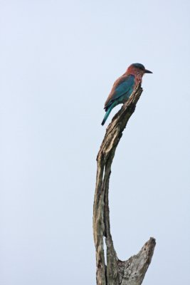 Indian Roller, Kaudulla National Park