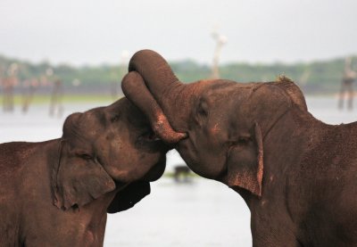 Kaudulla National Park