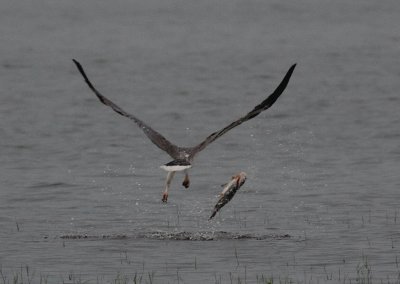 White Bellied Sea Eagle, Kaudulla National Park