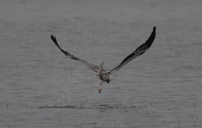 White Bellied Sea Eagle, Kaudulla National Park