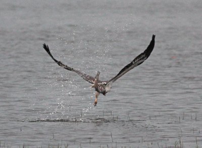 White Bellied Sea Eagle, Kaudulla National Park