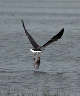 White Bellied Sea Eagle, Kaudulla National Park