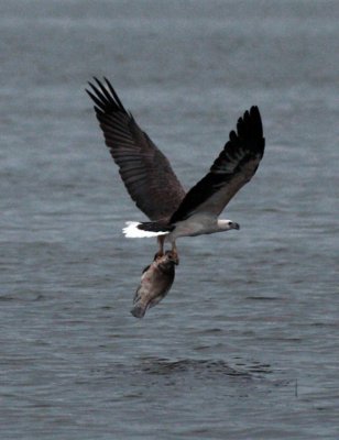 White Bellied Sea Eagle, Kaudulla National Park