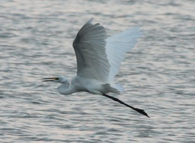 Great Egret, Kandelama Tank, Dambulla