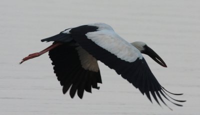 Asian Open Billed Stork, Kandelama Tank, Dambulla