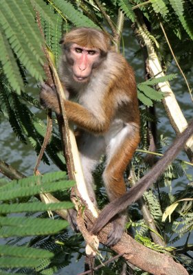 Monkey, Kandy Lake