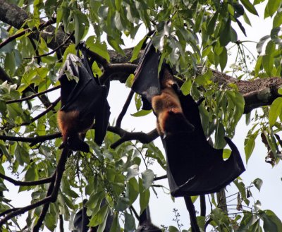 Fruit bats, Peradeniya Botanic Gardens, Kandy