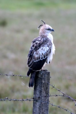 Changeable Hawk Eagle,