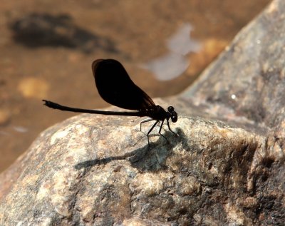 Dragonfly, Ravana Falls Ella