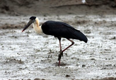 Wooly Necked Stork