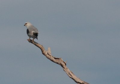 Black Shouldered Kite,