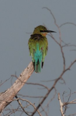 Blue Tailed Bee Eater,