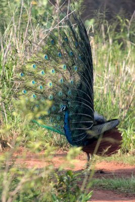 Indian Peafowl,