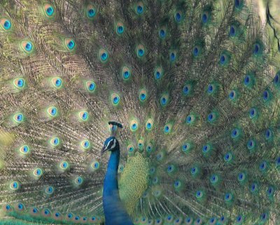 Indian Peafowl,