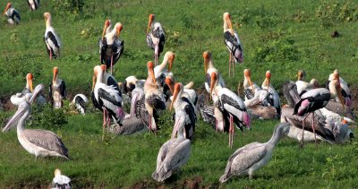 Painted Storks and Spot-billed Pelicans