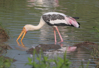 Painted Stork,