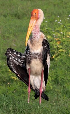 Painted Stork,