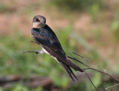 Barn Swallow (Common Swallow)