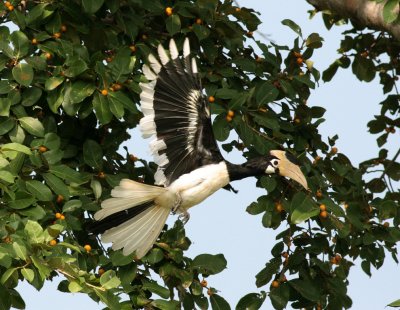 Malabar Pied Hornbill, Uda Walawe National Park