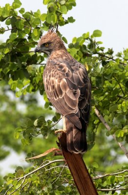Crested Serpent Eagle, Uda Walawe National Park